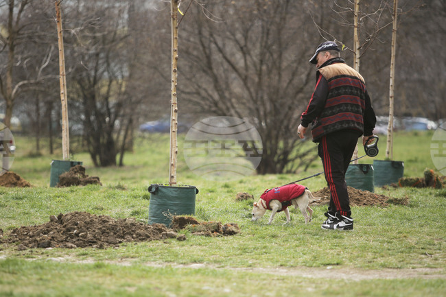 Ограничители на корени защитават тротоари и сгради в Бургас при новото озеленяване в града