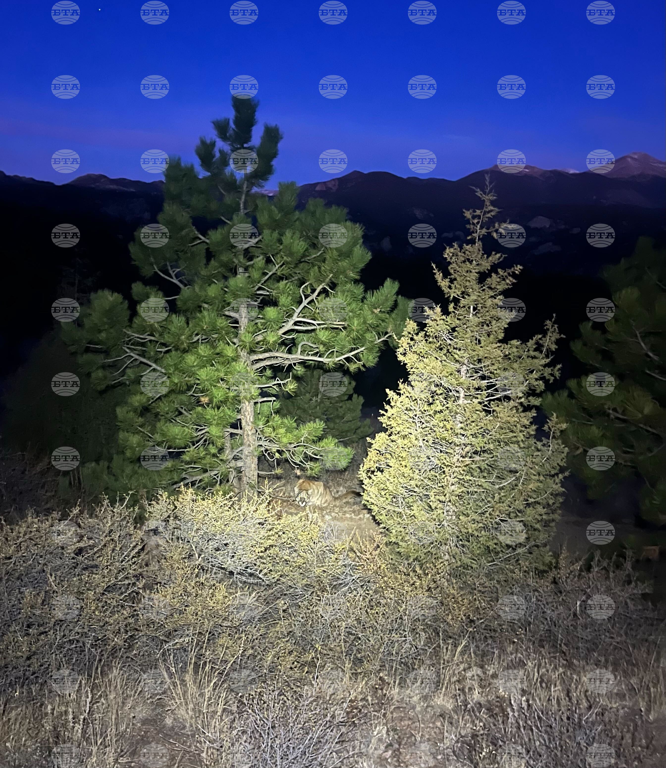 Colorado Mountain Lion Attack