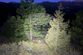 Colorado Mountain Lion Attack