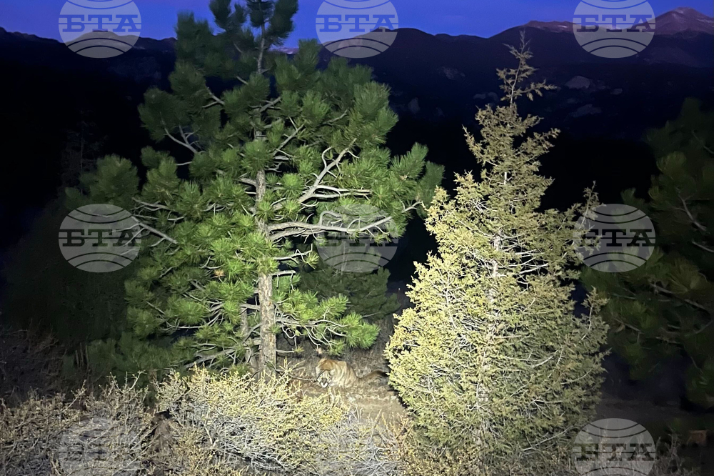 Colorado Mountain Lion Attack