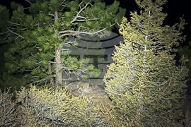 Colorado Mountain Lion Attack