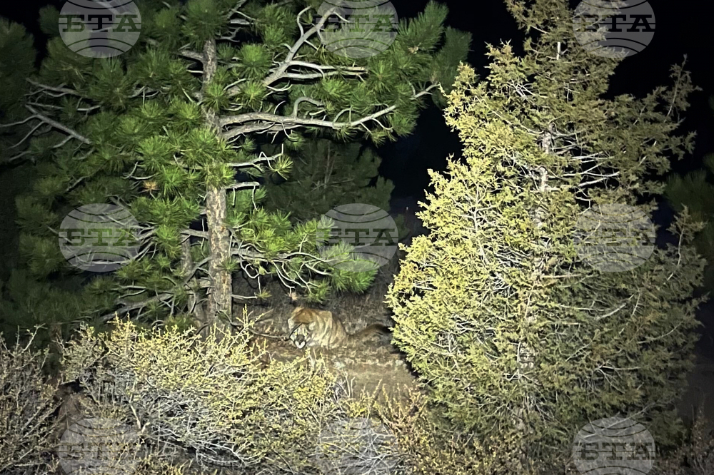 Colorado Mountain Lion Attack