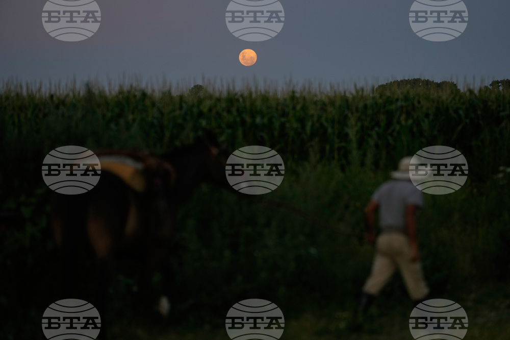 Argentina Wolf Supermoon