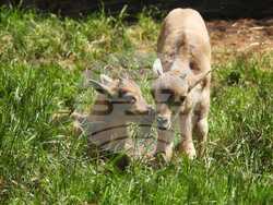 Снимка: Пресцентър на Столична община 