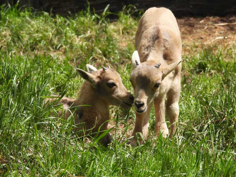 СО: Много нови попълнения в Софийския зоопарк през 2025 г.