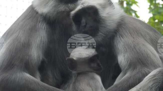 Алпака, ханумански лангур, зебра и бизонче са сред новите попълнения на Софийския зоопарк през 2025 г.