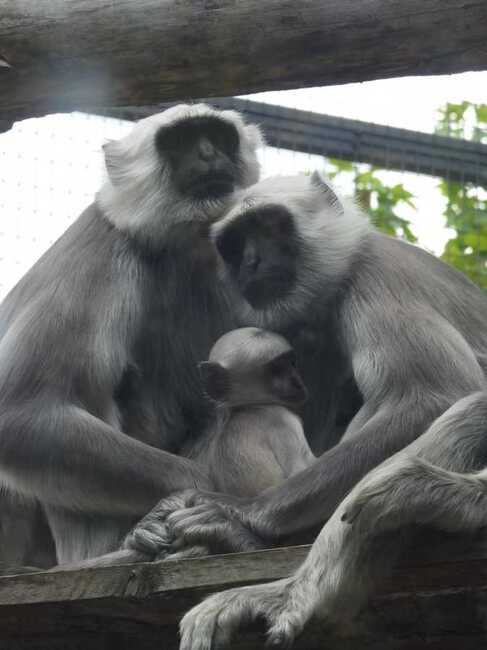 Алпака, ханумански лангур, зебра и бизонче са сред новите попълнения на Софийския зоопарк през 2025 г.