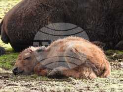 Снимка: Пресцентър на Столична община 