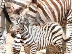 Снимка: Пресцентър на Столична община 