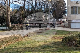 Паднало дърво в Перник 