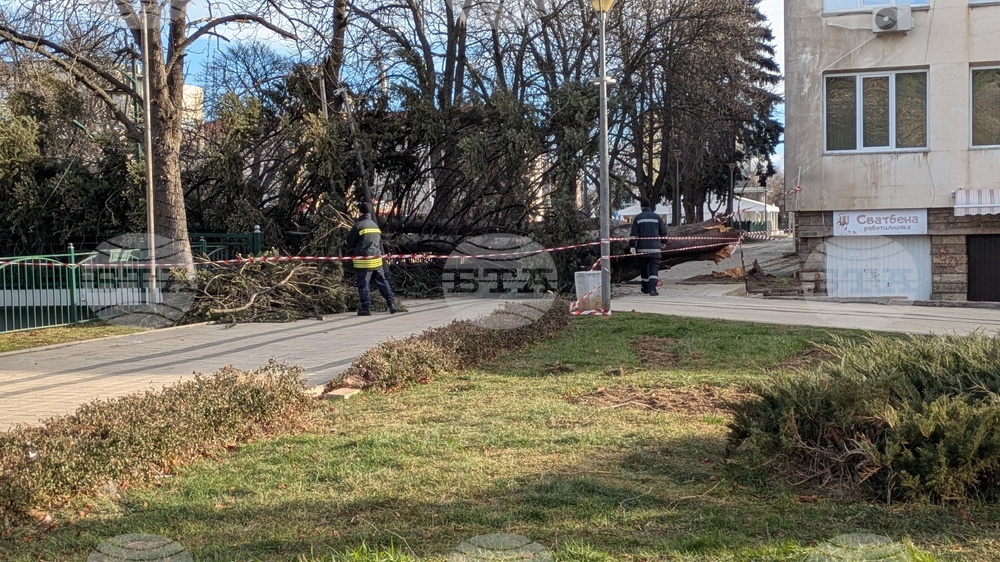 Паднало дърво в Перник 