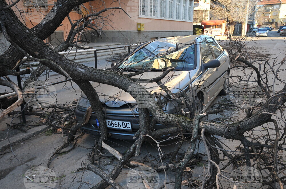 Вятър със скорост до 70 километра в час е духал в Монтанско, дърво е паднало върху кола
