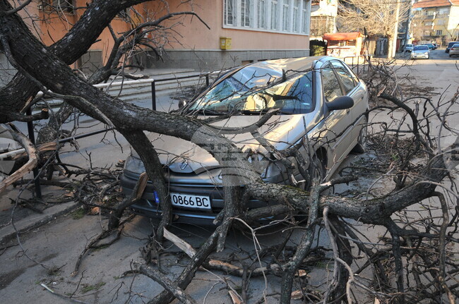 Вятър със скорост до 70 километра в час е духал в Монтанско, дърво е паднало върху кола