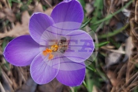 Пчела - топло време