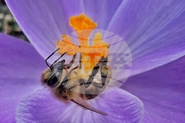 Пчела - топло време