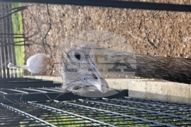 Стара Загора - зоопарк