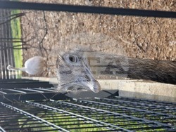 Стара Загора - зоопарк