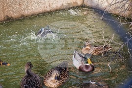 Стара Загора - зоопарк