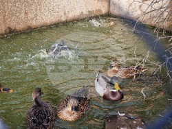 Стара Загора - зоопарк