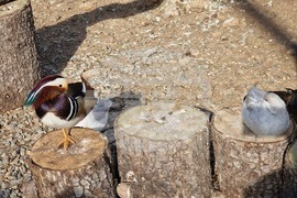 Стара Загора - зоопарк