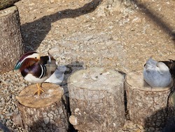 Стара Загора - зоопарк