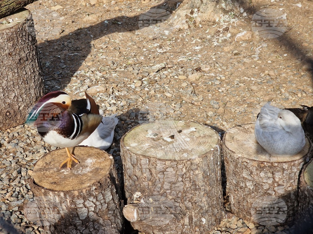 Стара Загора - зоопарк