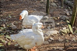 Стара Загора - зоопарк