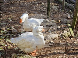 Стара Загора - зоопарк