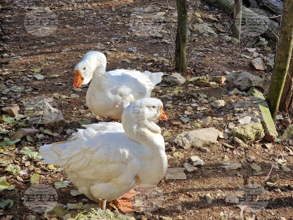 Стара Загора - зоопарк