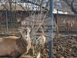 Стара Загора - зоопарк