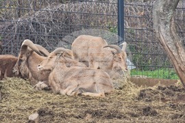 Стара Загора - зоопарк