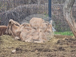 Стара Загора - зоопарк