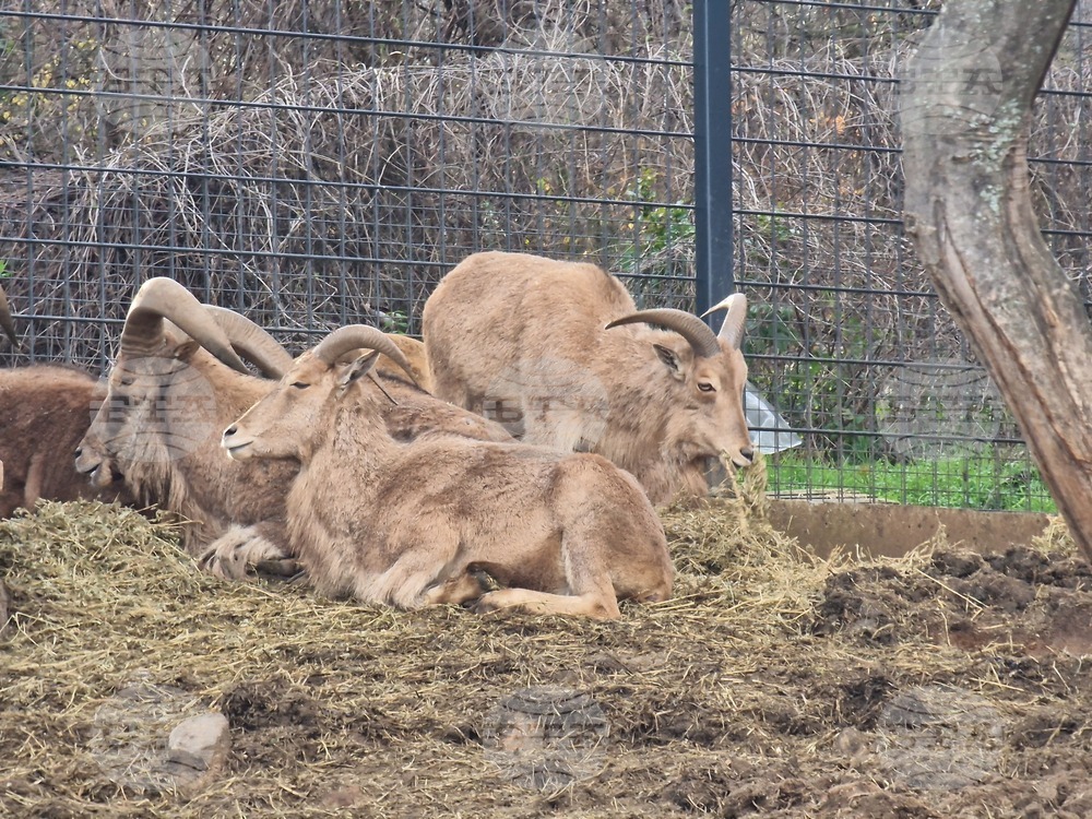 Стара Загора - зоопарк