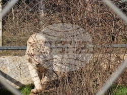 Стара Загора - зоопарк