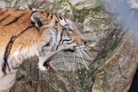 Стара Загора - зоопарк