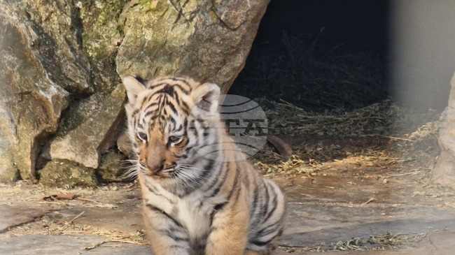 Посетителите на зоопарка в Стара Загора успяха да разгледат всички нови животни, интерес предизвика малкият бенгалски тигър