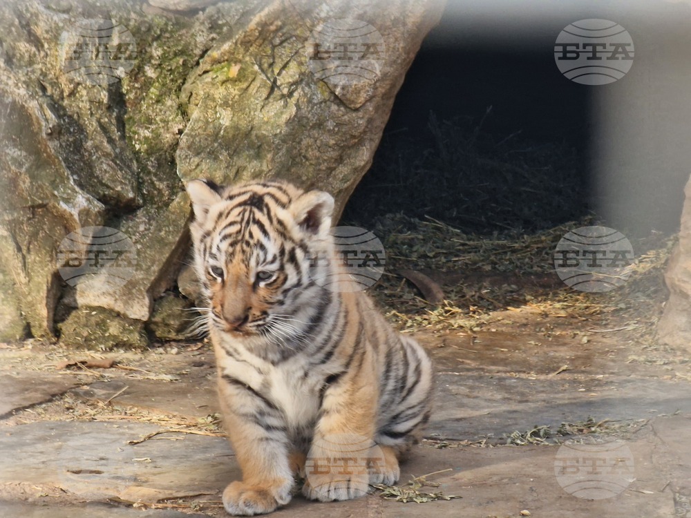 Newborns at Bulgaria's Zoos: Gen 2025