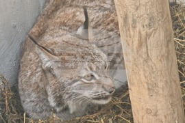 Стара Загора - зоопарк