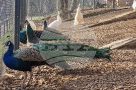 Стара Загора - зоопарк