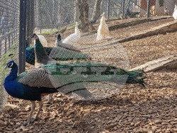 Стара Загора - зоопарк