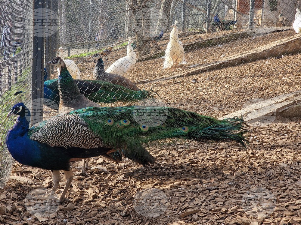 Стара Загора - зоопарк