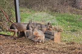 Стара Загора - зоопарк