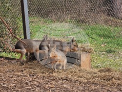 Стара Загора - зоопарк