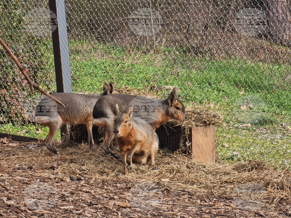 Стара Загора - зоопарк