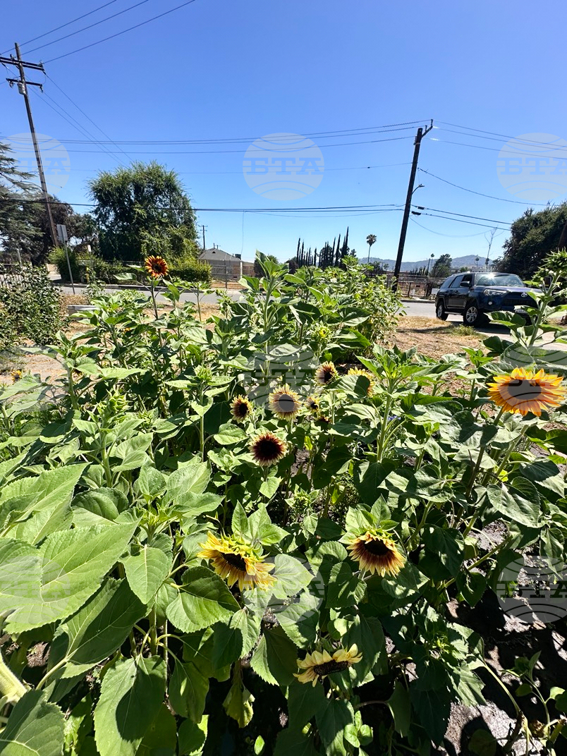 Los Angeles Wildfires Sunflowers