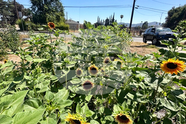 Los Angeles Wildfires Sunflowers