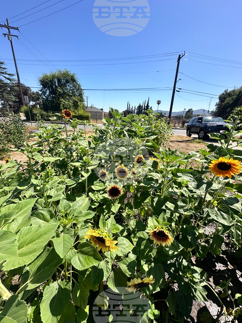 Los Angeles Wildfires Sunflowers