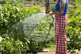 Los Angeles Wildfires Sunflowers
