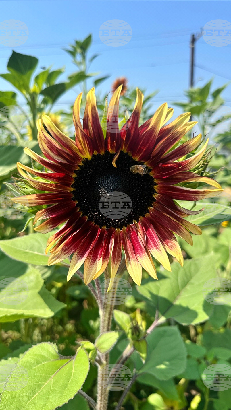 Los Angeles Wildfires Sunflowers