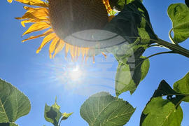 Los Angeles Wildfires Sunflowers